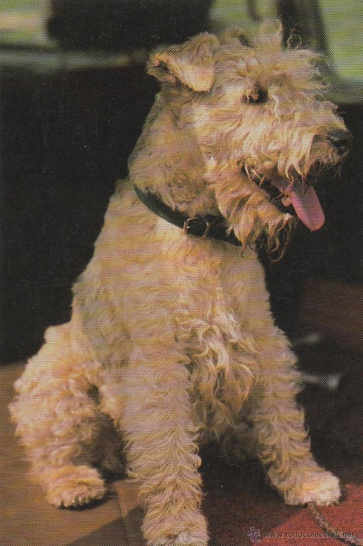 Postkarten: N&ordm; 18808 POSTAL PERRO