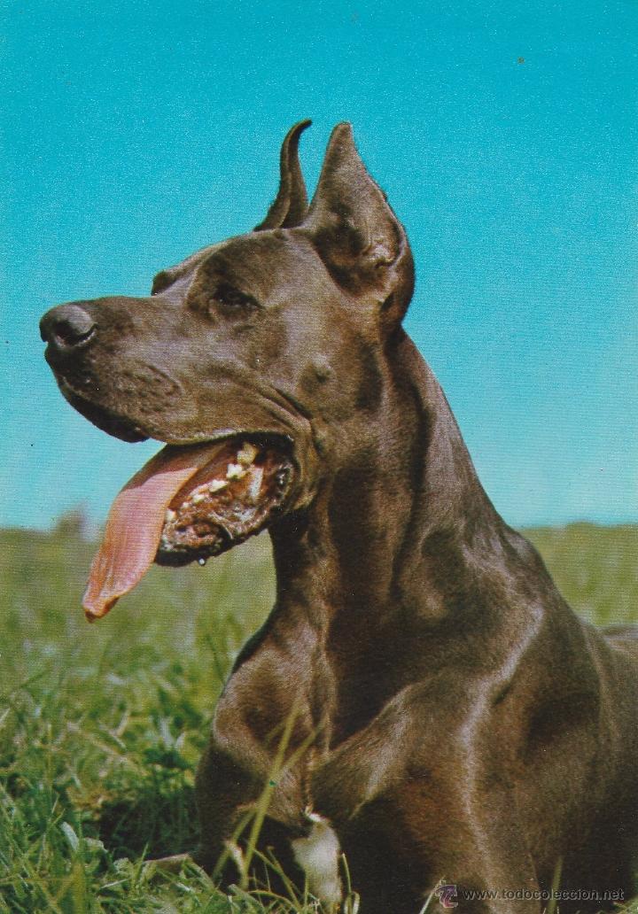 Postkarten: N&ordm; 18807 POSTAL PERRO