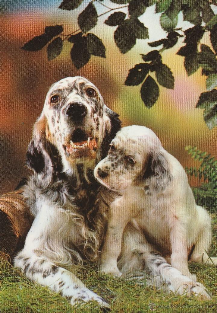 Postkarten: N&ordm; 18806 POSTAL PERRO