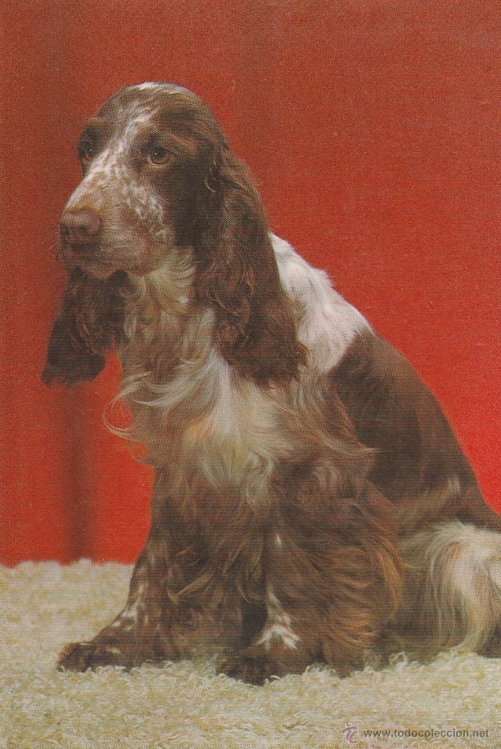 Postkarten: N&ordm; 18804 POSTAL PERRO