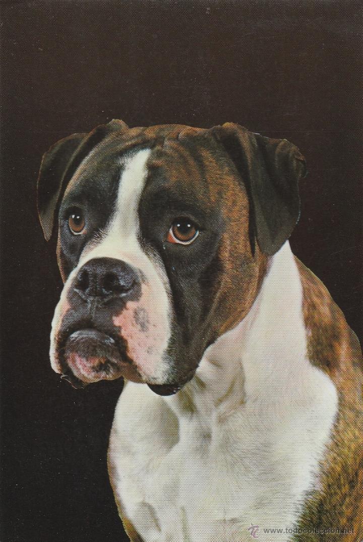 Postkarten: N&ordm; 18802 POSTAL PERRO