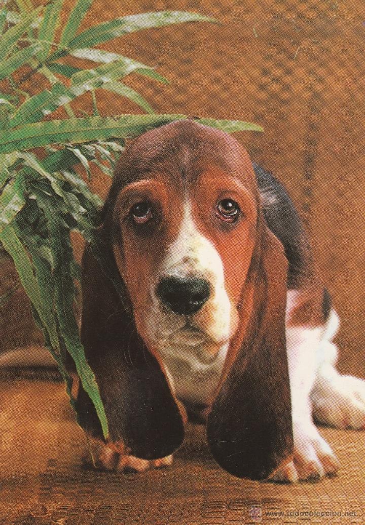 Postkarten: N&ordm; 18791 POSTAL PERRO