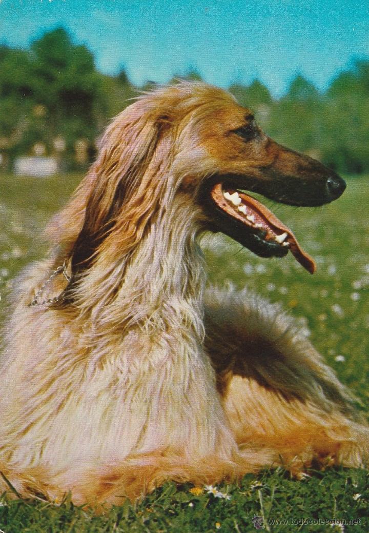 Postkarten: N&ordm; 18792 POSTAL PERRO