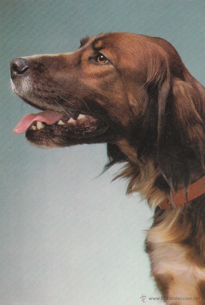 Postkarten: N&ordm; 18793 POSTAL PERRO