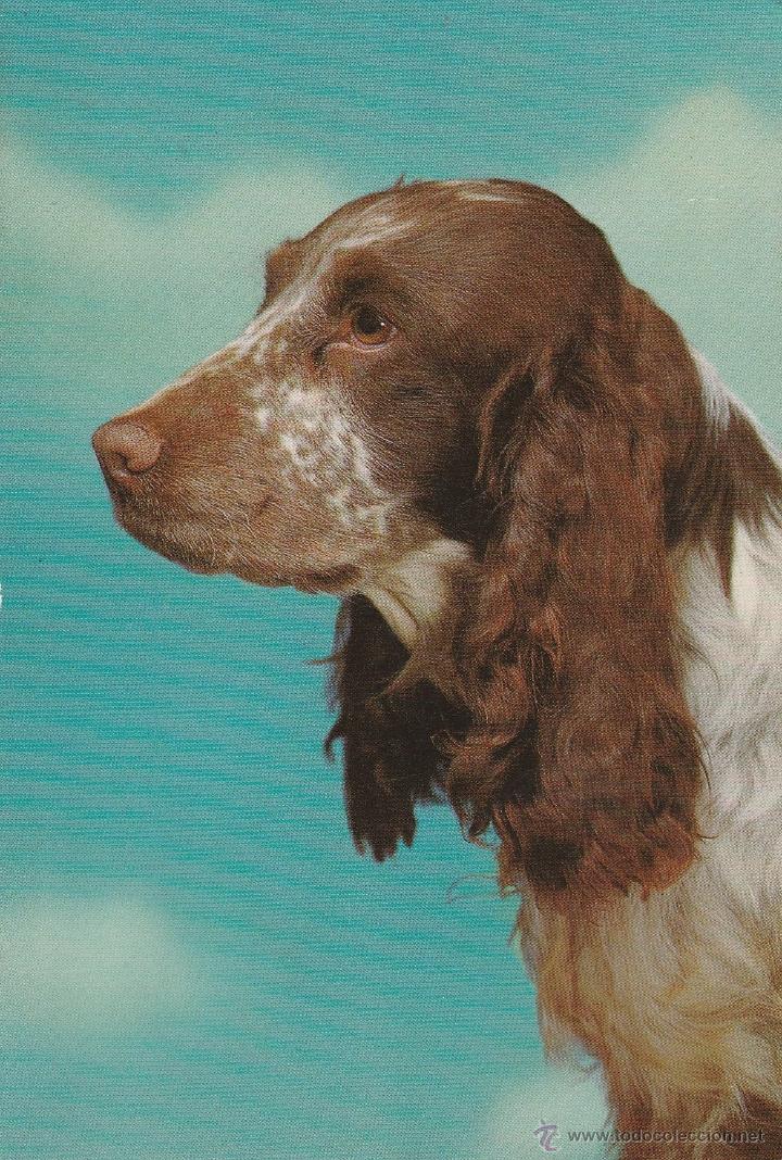 Postkarten: N&ordm; 18794 POSTAL PERRO