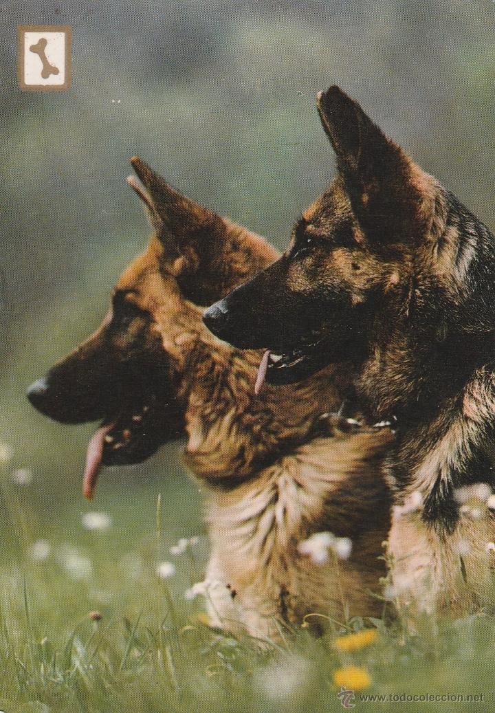 Postkarten: N&ordm; 18795 POSTAL PERRO