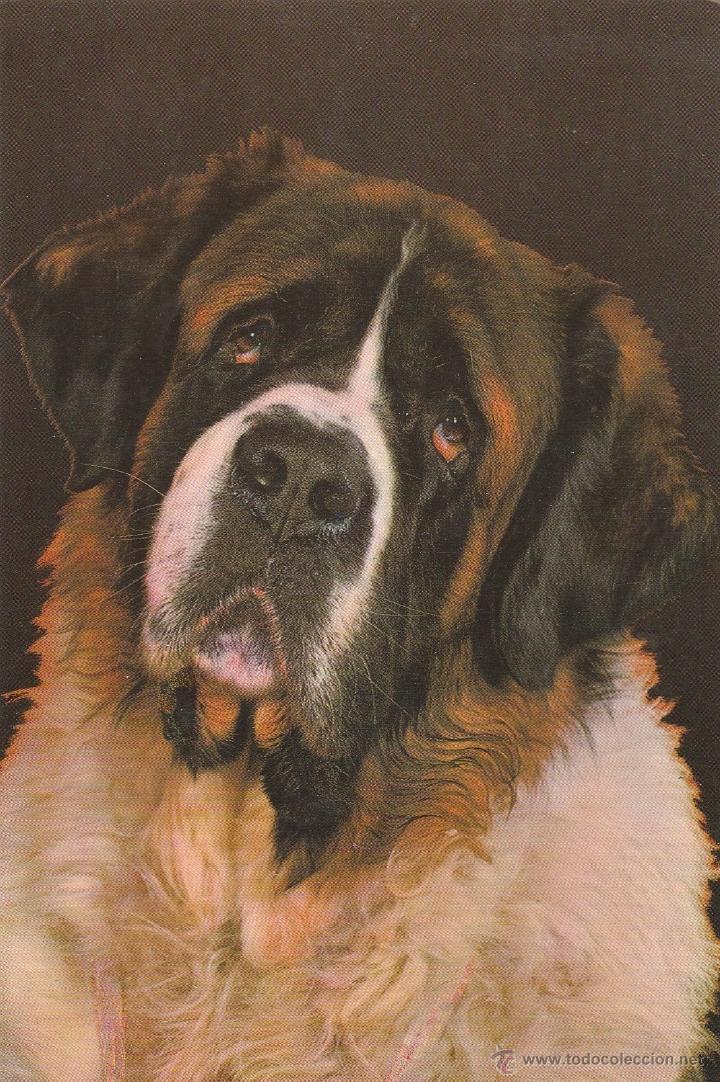 Postkarten: N&ordm; 18796 POSTAL PERRO