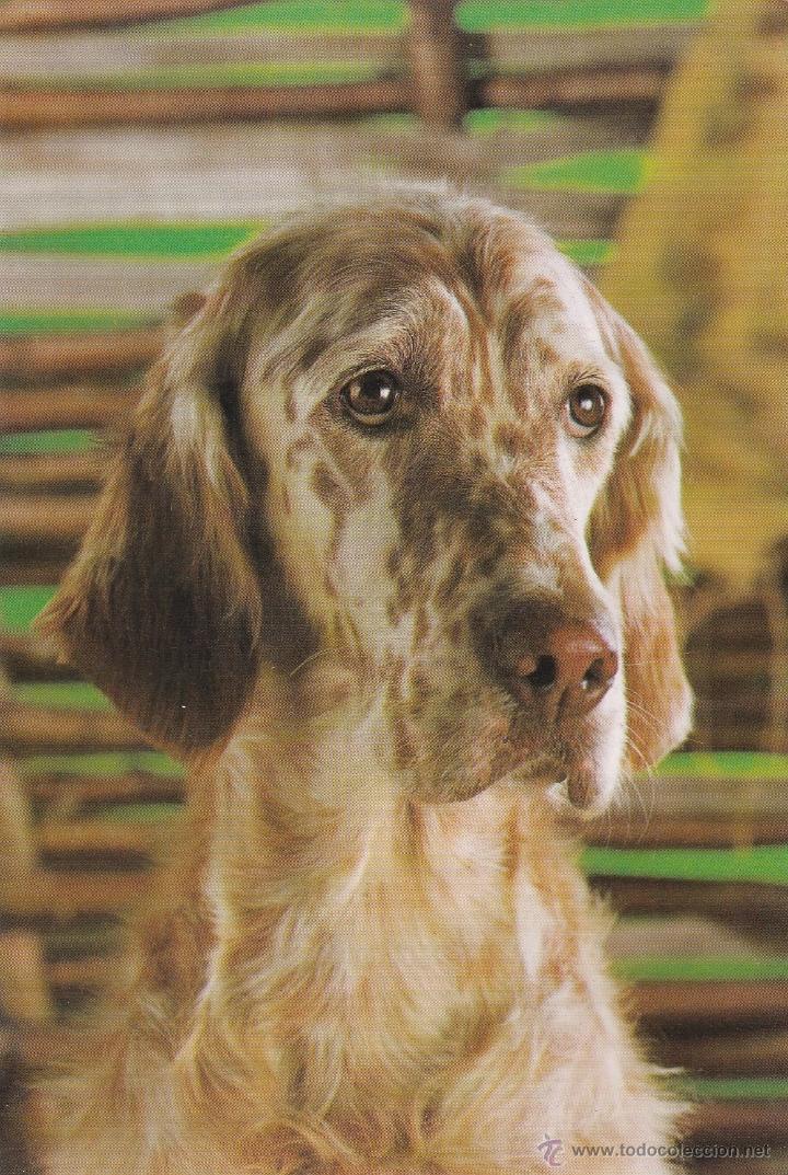 Postkarten: N&ordm; 18797 POSTAL PERRO