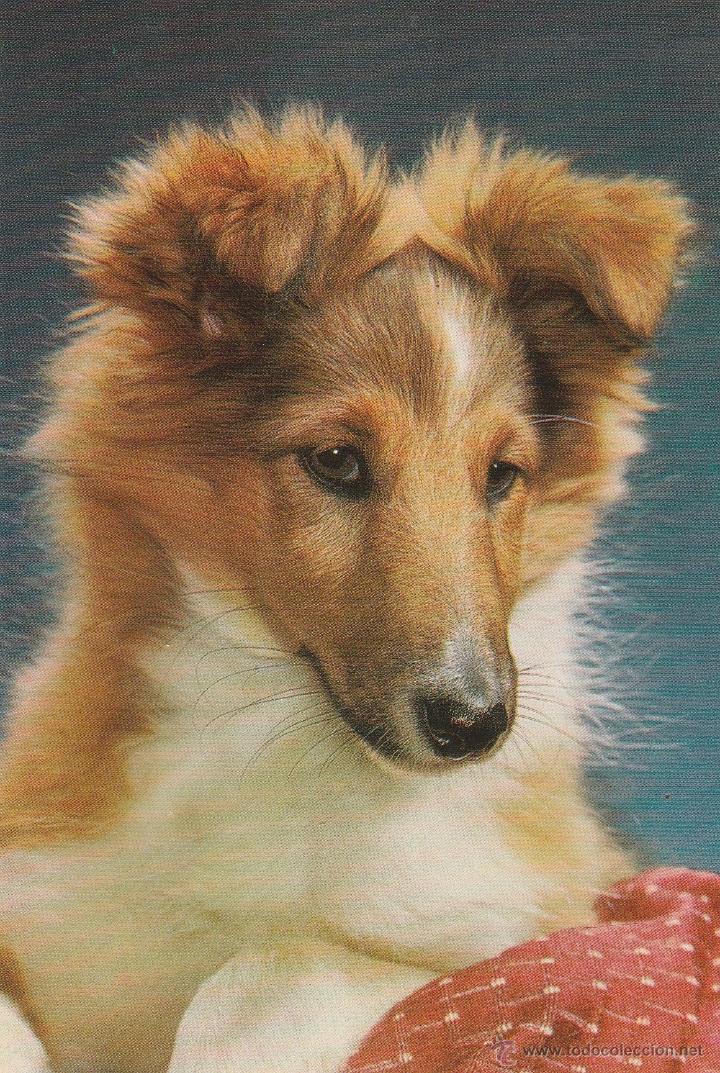 Postkarten: N&ordm; 18798 POSTAL PERRO