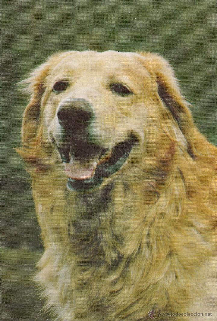 Postkarten: N&ordm; 18799 POSTAL PERRO
