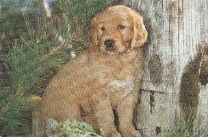 Postkarten: N&ordm; 18800 POSTAL PERRO