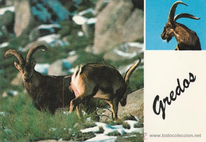 Postales: N&ordm; 19844 POSTAL CABRA HISPANICA SIERRA DE GREDOS