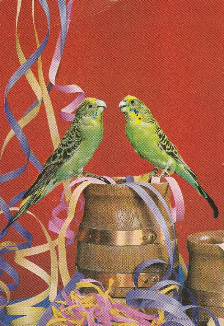 Postcards: N&ordm; 19726 POSTAL PERIQUITOS