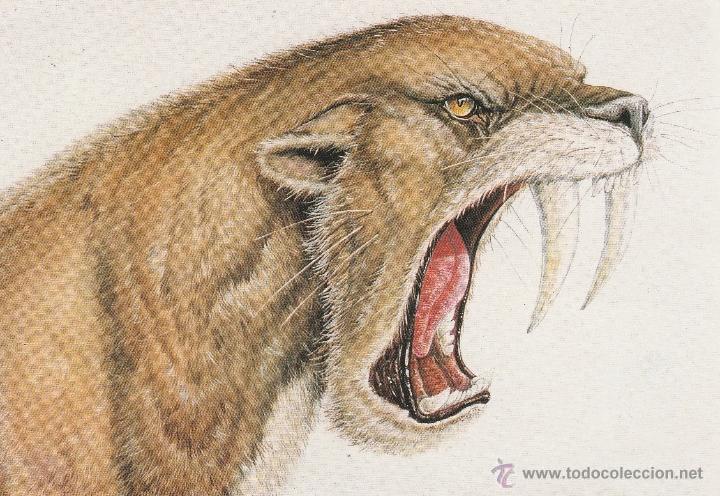 Cartes Postales: N&ordm; 20989 POSTAL SABRETOOTH CAT