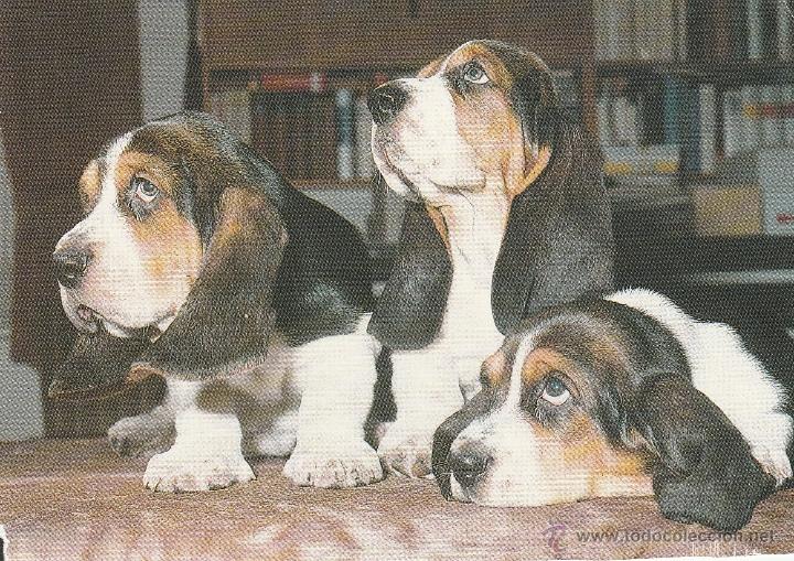 Postais: N&ordm; 20991 POSTAL YOUR DOG MAGAZINE PERROS