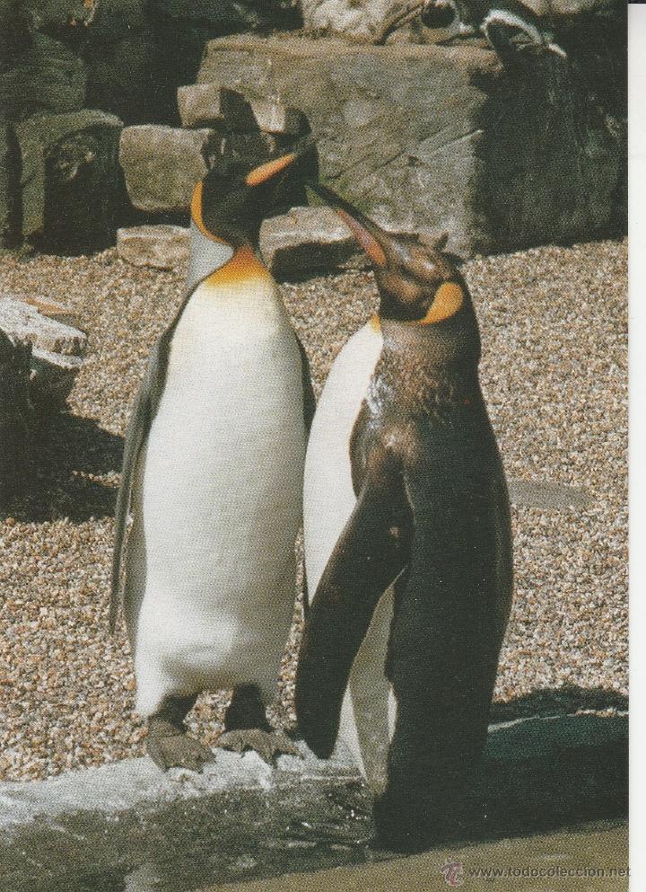 Cartes Postales: N&ordm; 21000 POSTAL KING PENGUINS