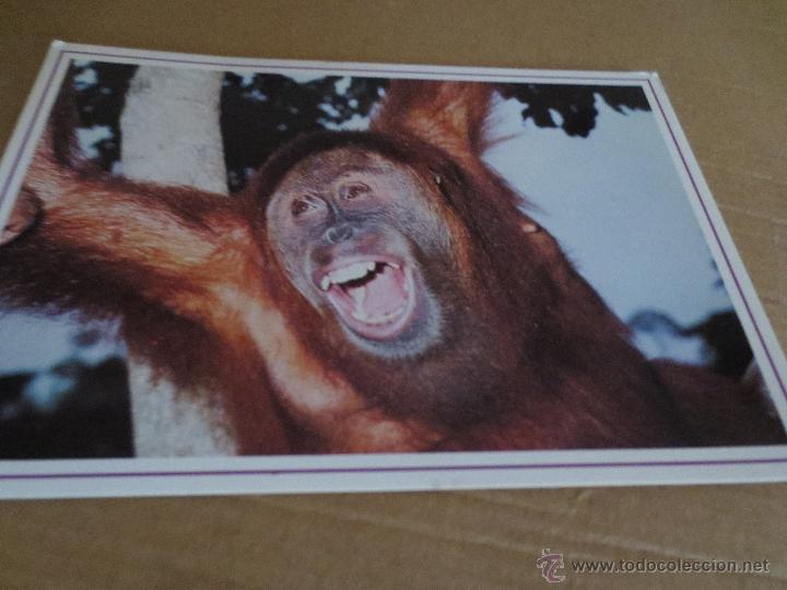 Postais: chimpance