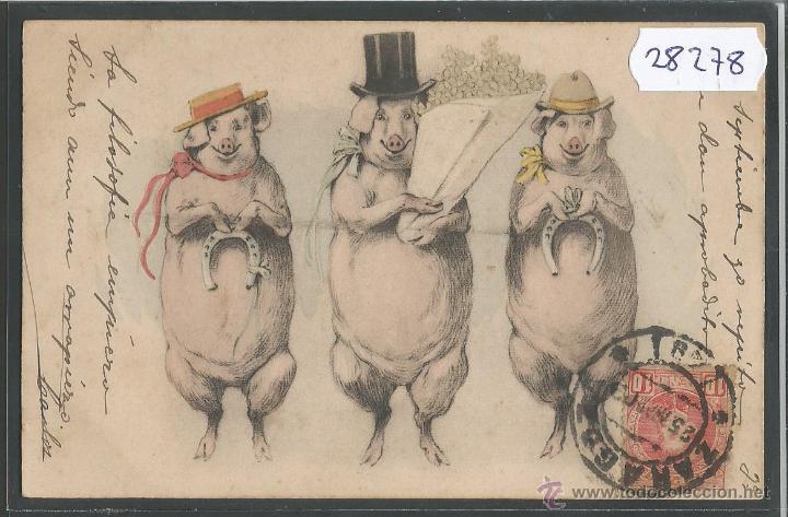 Postais: POSTAL CERDOS - CERDITOS - ILUSTRADA - REVERSO SIN DIVIDIR - (28278)