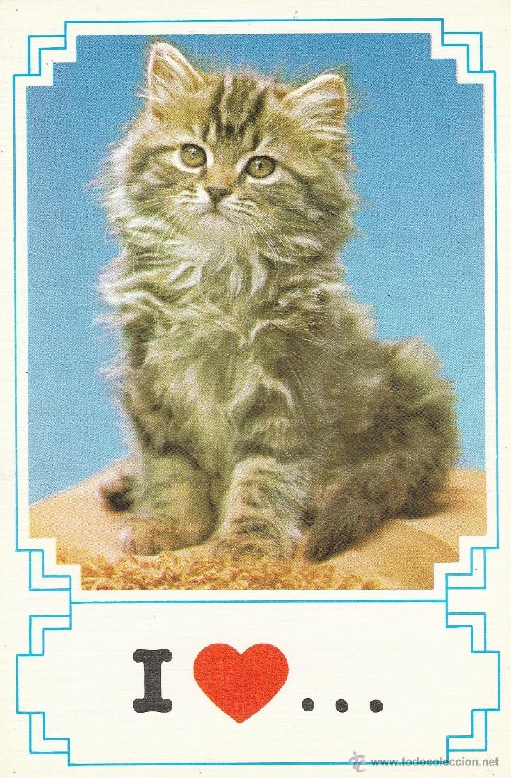 Postkarten: N&ordm; 21589 POSTAL GATO S MATE