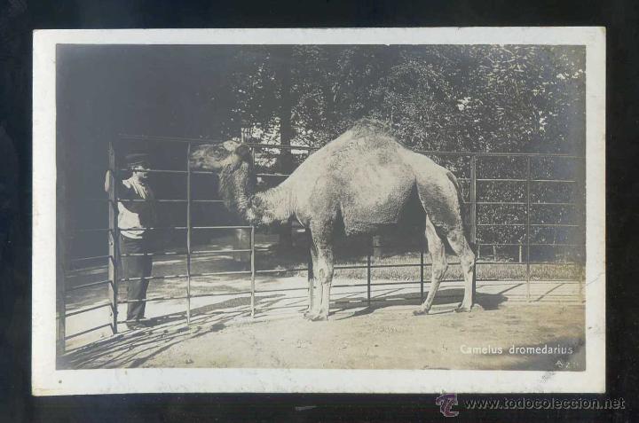 Postais: *Camelus Dromedarius* Ed. A.L. n&ordm; Z-15. Nueva.