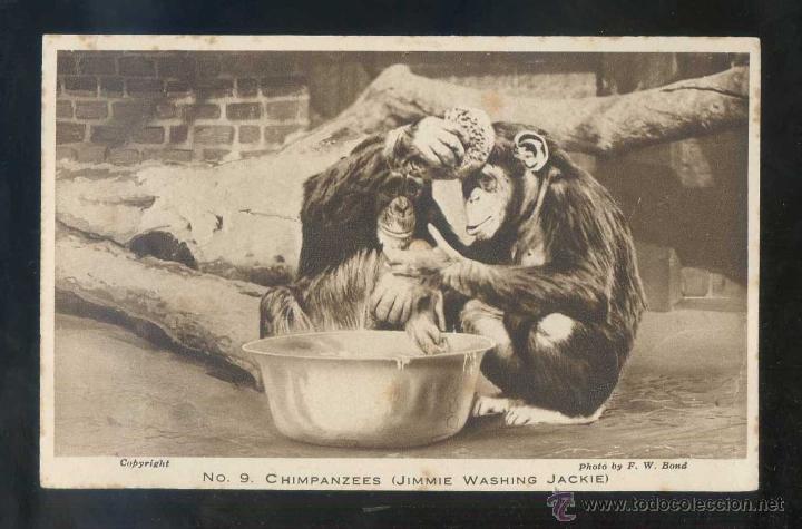 Postais: *Chimpanzees. Jimmie washing Jackie* Edici&oacute;n inglesa. Nueva.
