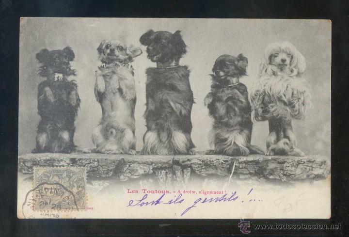 Postcards: *Les Toutous. A droite, alignement!* Edici&oacute;n francesa. Circulada.