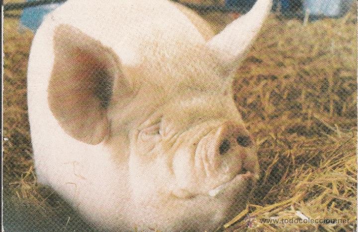 Postcards: N&ordm; 22433 POSTAL CERDO  THOSE WHO INDULGE BULGE