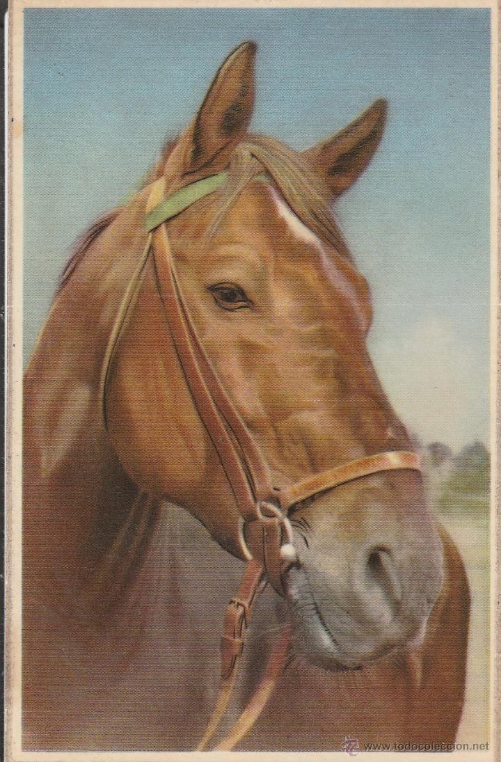 Cartes Postales: N&ordm; 22452 POSTAL CABALLO