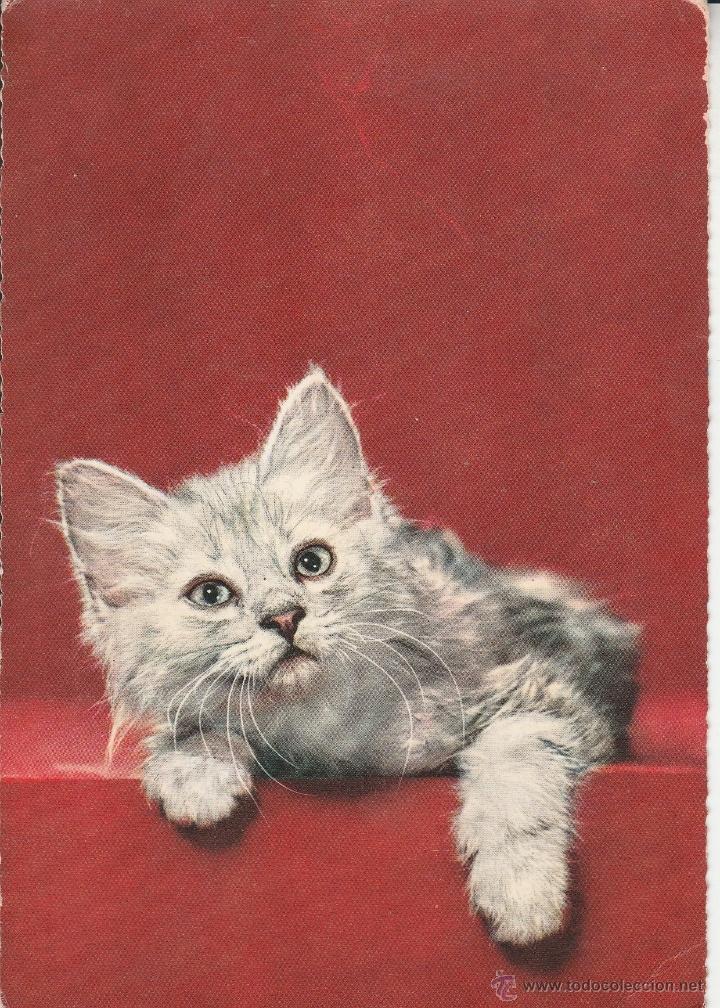 Cartes Postales: N&ordm; 22453 POSTAL GATO