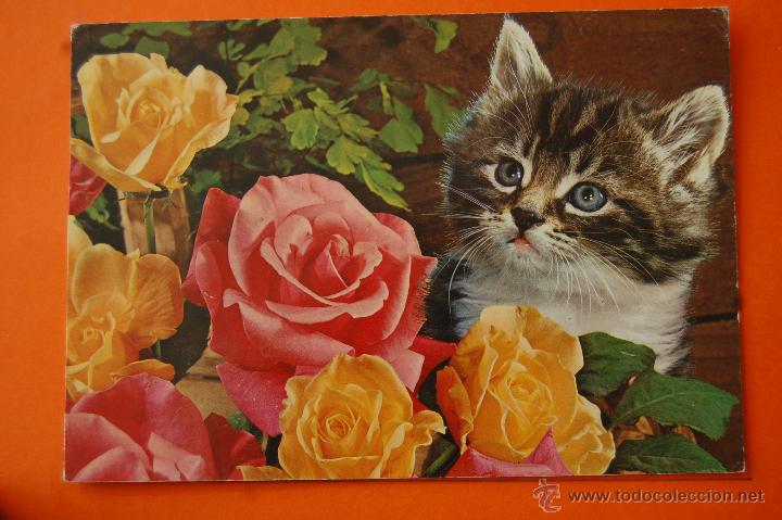 Postais: POSTAL - GATOS CYZ SERIE 7381/31-C - - CIRCULADA