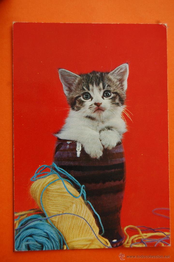 Postais: POSTAL - GATOS CYZ SERIE 6682 - - CIRCULADA EN 1972