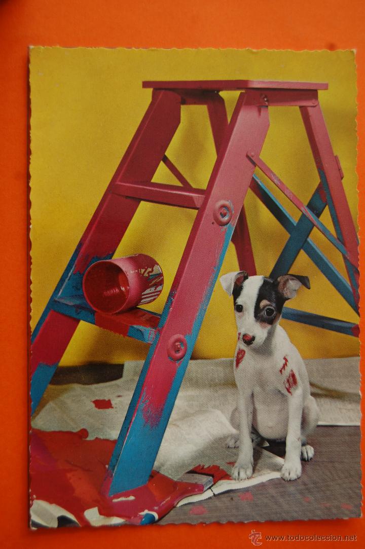 Postais: POSTAL - PERRO CYZ SERIE 6583 - - NO CIRCULADA