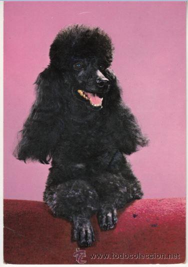 Postales: POSTAL - PERROS CANICHE CYZ SERIE 6640 - - CIRCULADA EN 1967