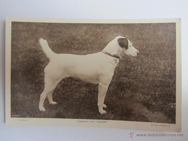 Postais: Postal fotogr&aacute;fica brit&aacute;nica Smooth Fox Terrier. Rotary Photographic. Sin circular