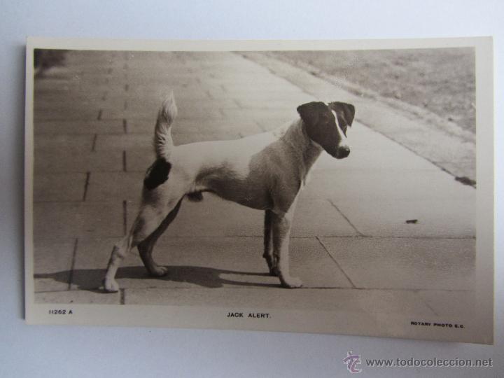 Postais: POSTAL FOTOGR&Aacute;FICA BRIT&Aacute;NICA JACK ALERT. ROTARY PHOTOGRAPHIC. SIN CIRCULAR