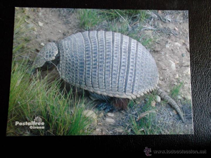 Postais: Armadillo o Piche (Zaedyus pichiy). Especie de la Patagonia. Usada