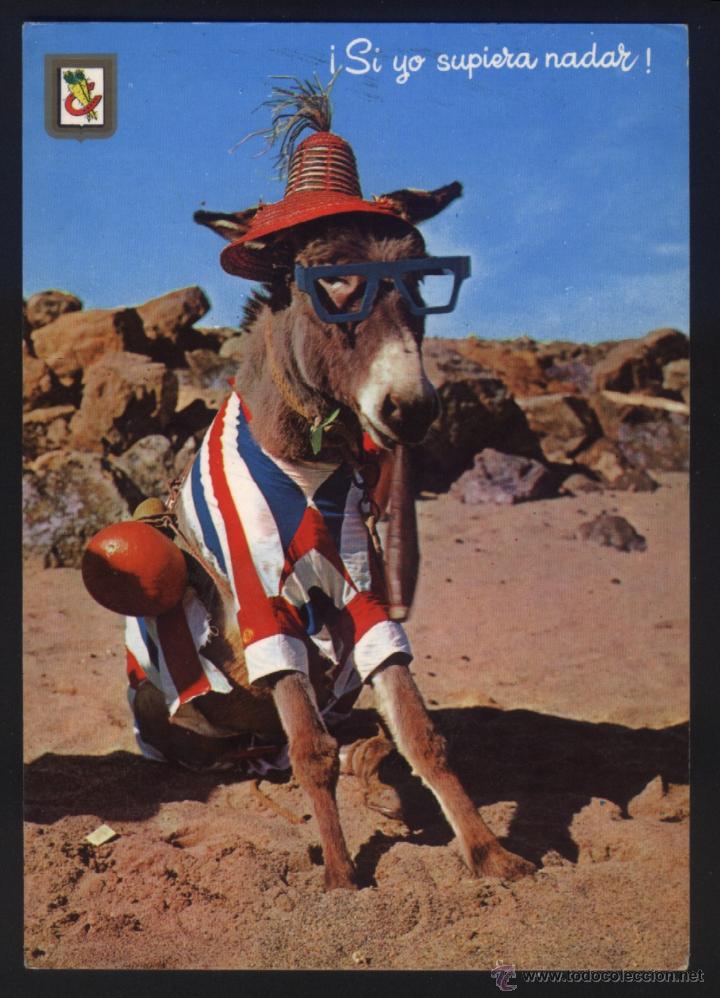 Postales: A-1395- SERIE ANIMALES C&Oacute;MICOS. BURRO - Foto 1