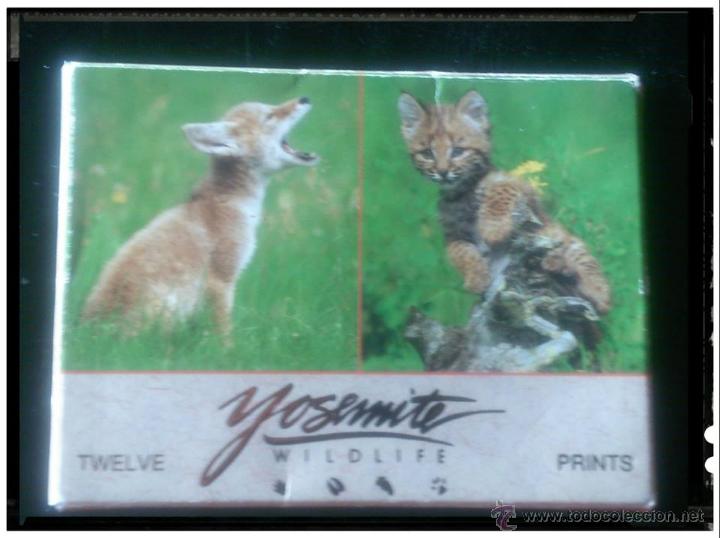 Postais: colecci&oacute;n 12 fotograf&iacute;as animales de YOSEMITE WILDLIFE TWUELVE PRINTS