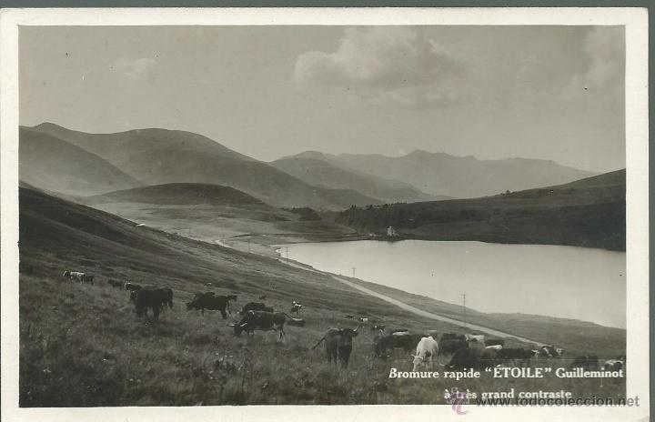Postais: FOTO POSTAL DE GANADERIA EN UN PRADO  SIN CIRCULAR  NUEVA