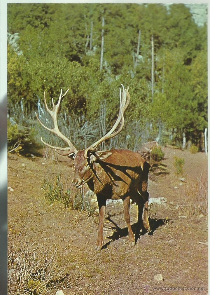 Postcards: POSTAL DE  CIERVO EJEMPLAR DE 7 PUNTAS EN JAEN SIERRA DE CAZORLA