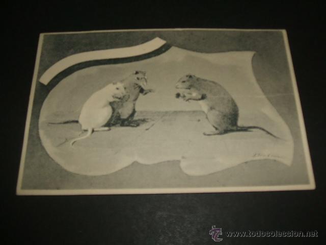Postales: RATAS POSTAL ANTERIOR A 1905 - Foto 1