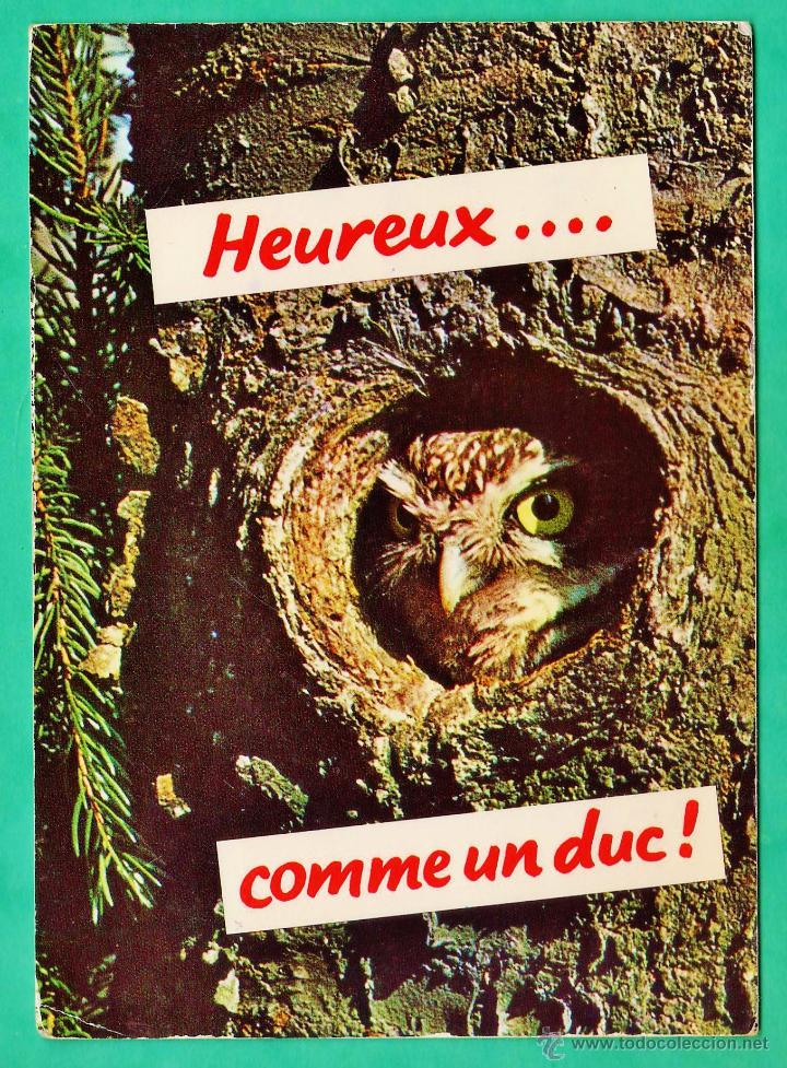 Postcards: postal - animal / ave / pajaro - buho - edicion suiza - circulada - a&ntilde;os 70