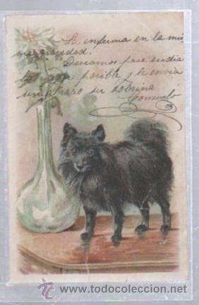 Postales: TARJETA POSTAL DE ANIMALES - PERRO JUNTO A FLORERO. - Foto 1