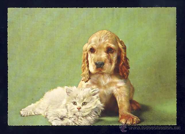 Postales: Postal de animales: Perro y gato - Foto 1