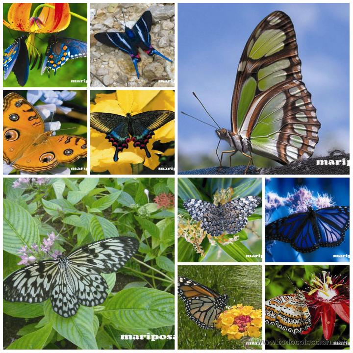 Postcards: POSTALES DE MARIPOSAS 50 DIFERENTES