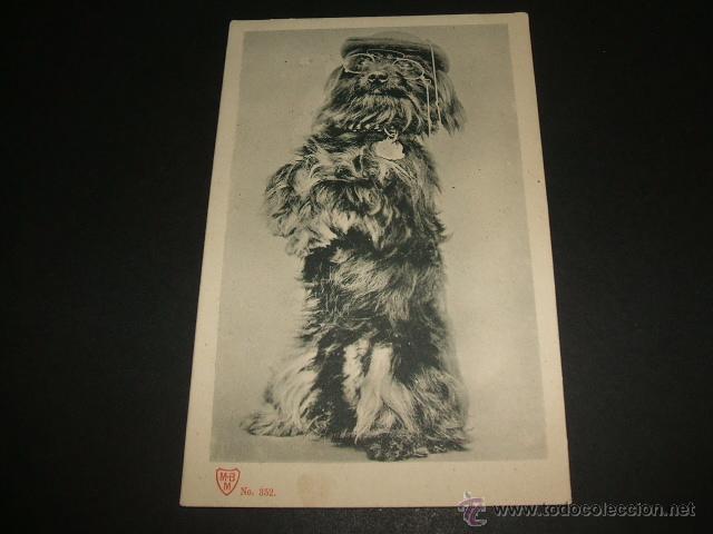 Postales: PERRO CON GAFAS Y GORRA POSTAL ANTERIOR A 1906 - Foto 1