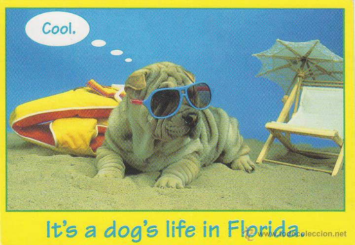 Postales: PERRO DE VACACIONES EN UNA PLAYA DE FLORIDA - Foto 1