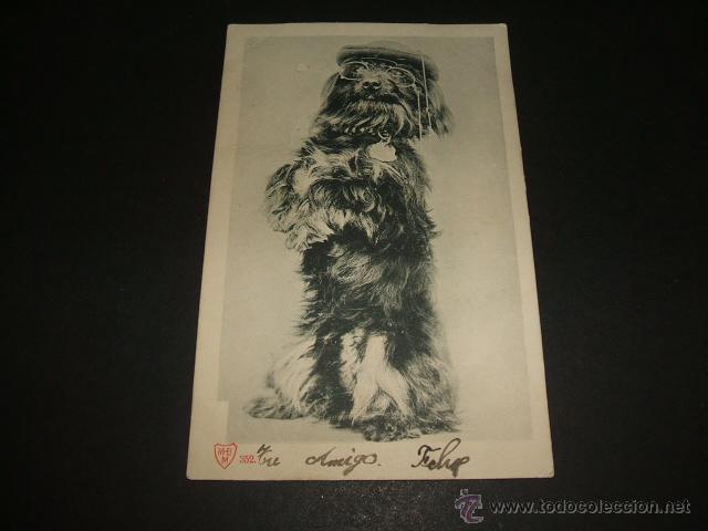 Postales: PERRO CON GAFAS Y GORRA POSTAL ANTERIOR A 1906 - Foto 1