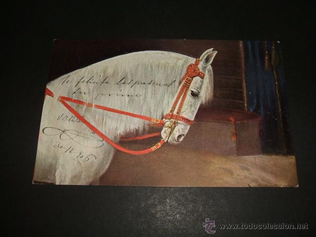 Postales: CABALLO POSTAL ANTERIOR A 1906 - Foto 1