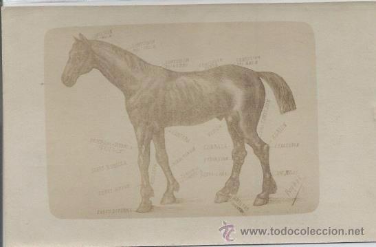Postkarten: POSTAL PARTES DEL CABALLO